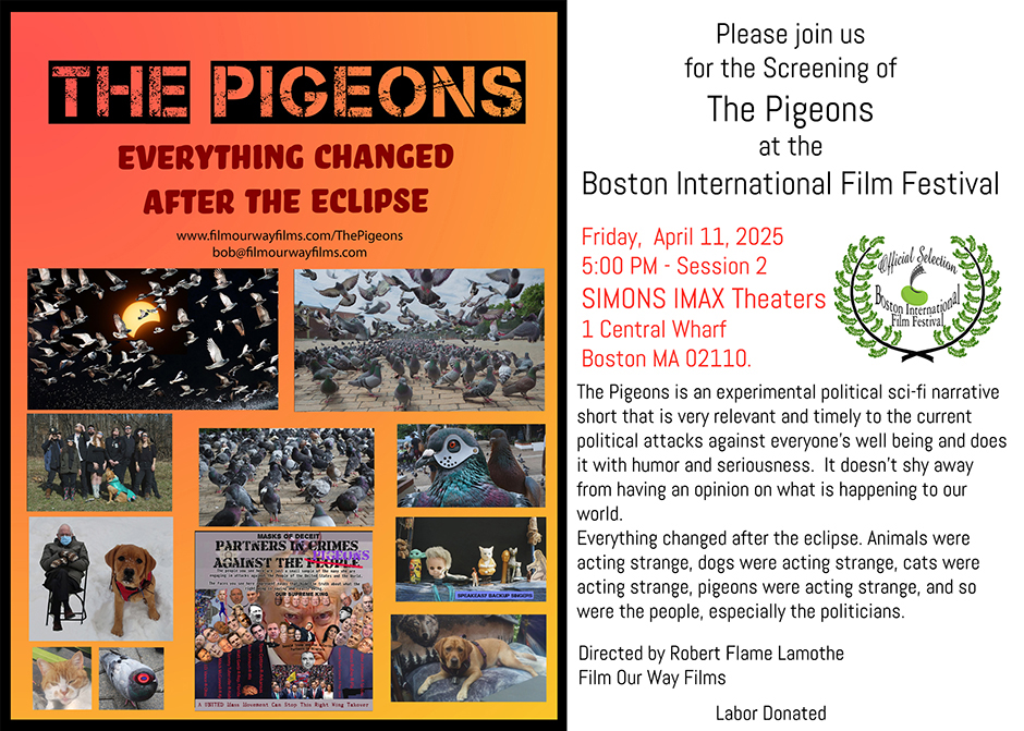 Invitation to The Pigeons Screenings